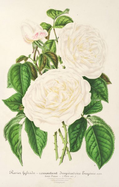 Rose Imperatrice Eugenie  by Charles Antoine Lemaire - Hand-Painted Oil Painting Reproduction