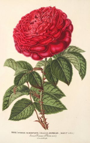 Rose by Charles Antoine Lemaire Oil Painting