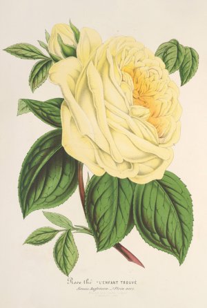 Rose by Charles Antoine Lemaire Oil Painting