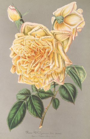 Rose Oil painting by Charles Antoine Lemaire