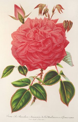 Rose Oil painting by Charles Antoine Lemaire