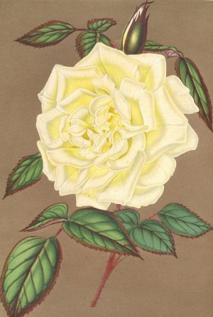 Rose by Charles Antoine Lemaire Oil Painting