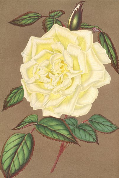 Rose  by Charles Antoine Lemaire - Hand-Painted Oil Painting Reproduction