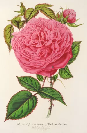 Rose Madame Furtardo by Charles Antoine Lemaire Oil Painting