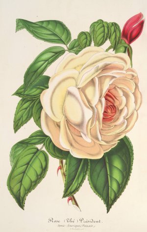 Rose President Oil painting by Charles Antoine Lemaire