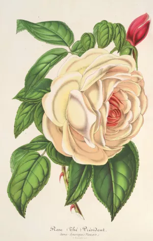 Rose President Oil painting by Charles Antoine Lemaire