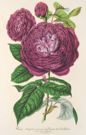 Rose Reine des Violettes by Charles Antoine Lemaire Oil Painting