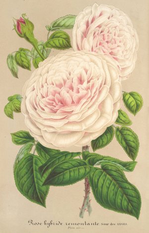 Rose Sour des Anges by Charles Antoine Lemaire Oil Painting