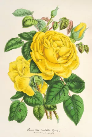 Rose The Isabelle Grey by Charles Antoine Lemaire Oil Painting