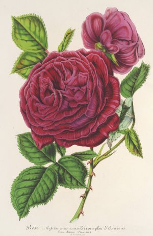 Rose Triomphe d'Amiens by Charles Antoine Lemaire Oil Painting