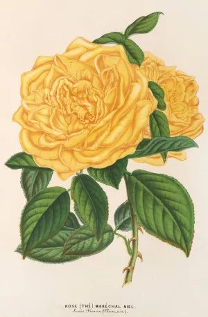 Rose by Charles Antoine Lemaire Oil Painting