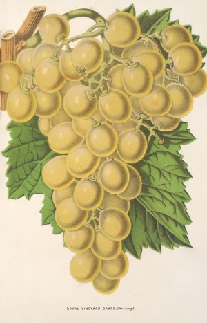 Royal Vineyard Grape by Charles Antoine Lemaire Oil Painting