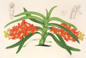 Saccolabium curvifolium by Charles Antoine Lemaire Oil Painting