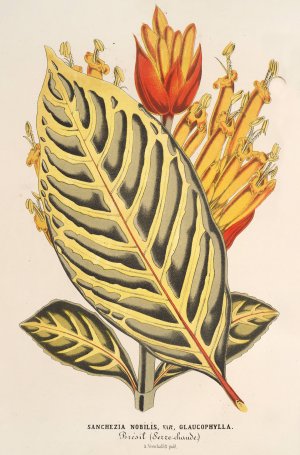 Sanchezia nobilis var. glaucophylla by Charles Antoine Lemaire Oil Painting