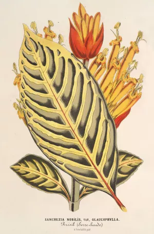 Sanchezia nobilis var. glaucophylla Oil painting by Charles Antoine Lemaire