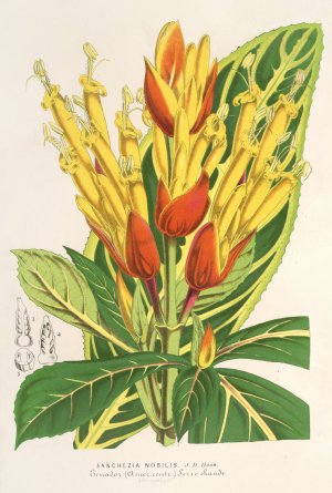 Sanchezia nobilis by Charles Antoine Lemaire Oil Painting