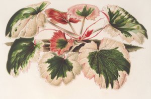 Saxifraga Fortunei Hort. angl. var. tricolor by Charles Antoine Lemaire Oil Painting