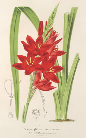 Schizostylis coccinea W. H. Harvey by Charles Antoine Lemaire Oil Painting