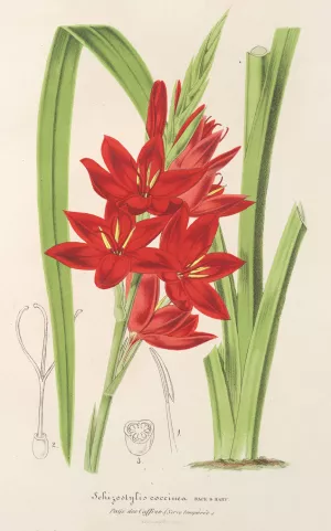 Schizostylis coccinea W. H. Harvey by Charles Antoine Lemaire Oil Painting