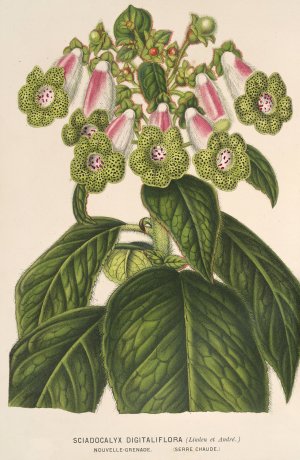 Sciadocalyx digitaliflora Oil painting by Charles Antoine Lemaire