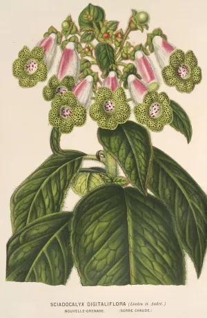 Sciadocalyx digitaliflora by Charles Antoine Lemaire Oil Painting