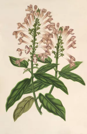 Scutellaria albo-rosea by Charles Antoine Lemaire Oil Painting