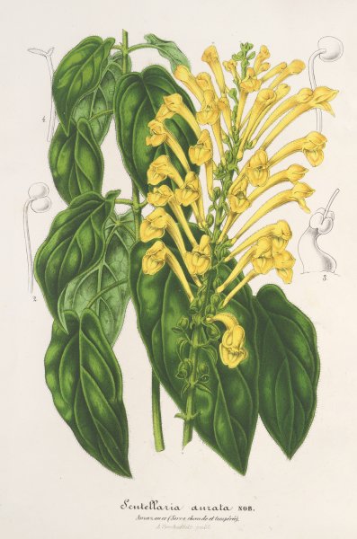 Scutellaria aurata  by Charles Antoine Lemaire - Hand-Painted Oil Painting Reproduction