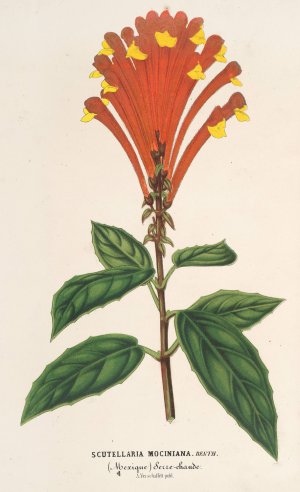 Scutellaria Mociniana by Charles Antoine Lemaire Oil Painting