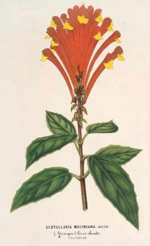 Scutellaria Mociniana Oil painting by Charles Antoine Lemaire