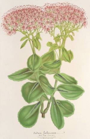 Sedum fabarium by Charles Antoine Lemaire Oil Painting