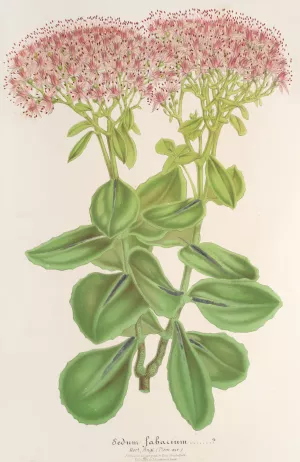 Sedum fabarium by Charles Antoine Lemaire Oil Painting