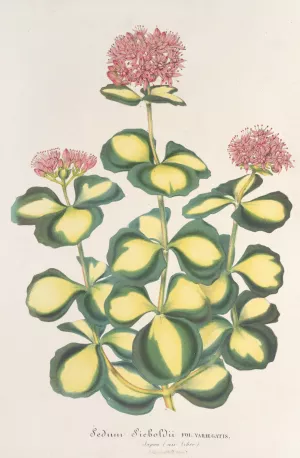 Sedum Sieboldii by Charles Antoine Lemaire Oil Painting