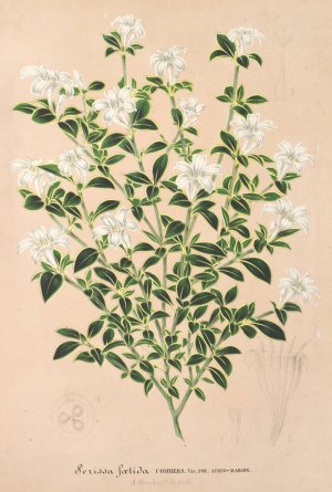 Serissa foetida by Charles Antoine Lemaire Oil Painting