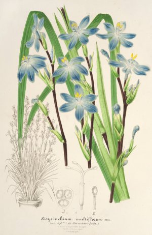 Sisyrichium multiflorum by Charles Antoine Lemaire Oil Painting