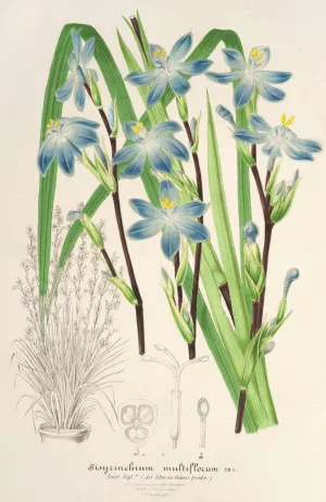 Sisyrichium multiflorum by Charles Antoine Lemaire Oil Painting