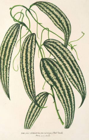Smilax longifolia, fol. variegata by Charles Antoine Lemaire Oil Painting
