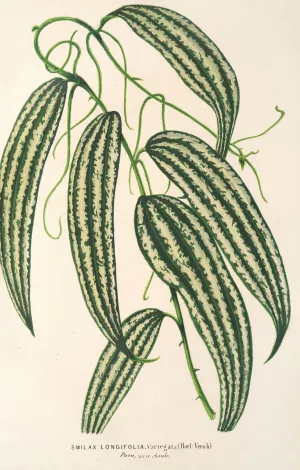 Smilax longifolia, fol. variegata by Charles Antoine Lemaire Oil Painting