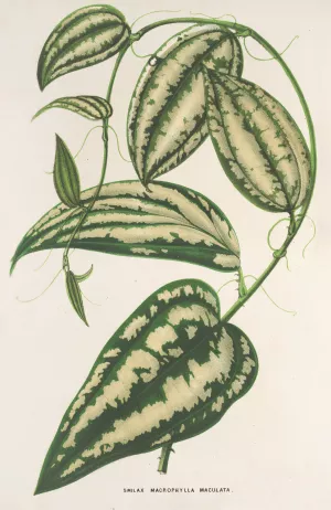 Smilax ornata by Charles Antoine Lemaire Oil Painting