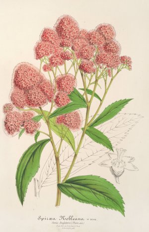 Spiraea Nobleana Oil painting by Charles Antoine Lemaire