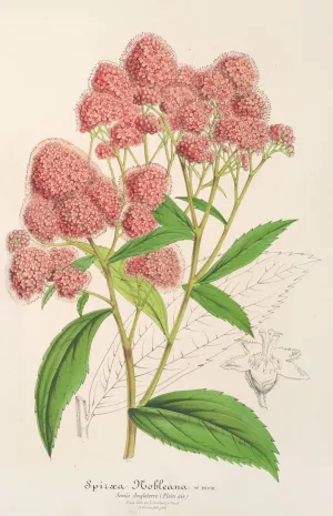 Spiraea Nobleana by Charles Antoine Lemaire Oil Painting