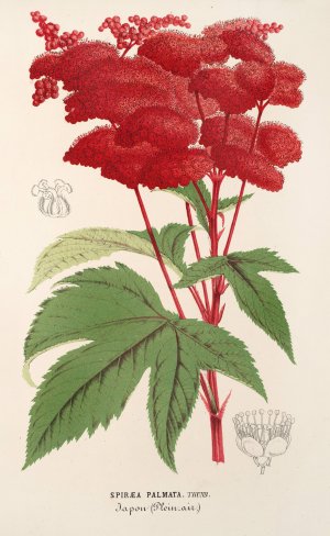 Spiraea palmata by Charles Antoine Lemaire Oil Painting