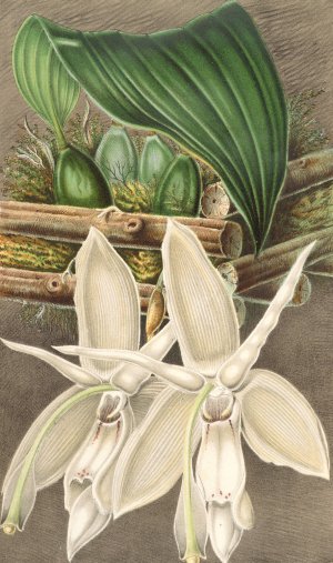 Stanhopea eburnea, var. spectabilis by Charles Antoine Lemaire Oil Painting