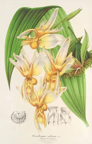 Stanhopea radiosa Oil painting by Charles Antoine Lemaire