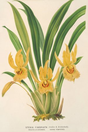 Stenia fimbriata by Charles Antoine Lemaire Oil Painting