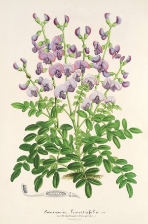 Swainsona lessertiaefolia Oil painting by Charles Antoine Lemaire