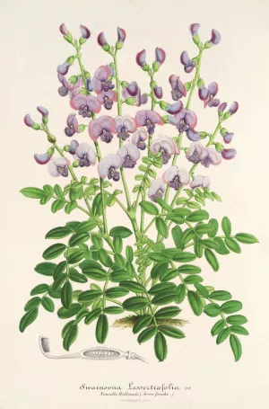 Swainsona lessertiaefolia by Charles Antoine Lemaire Oil Painting
