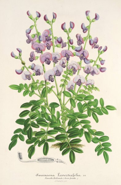 Swainsona lessertiaefolia  by Charles Antoine Lemaire - Hand-Painted Oil Painting Reproduction