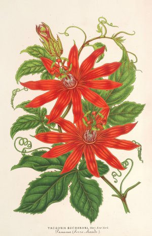 Tacsonia Buchanani by Charles Antoine Lemaire Oil Painting