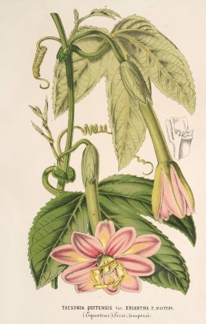 Tacsonia quitensis var. eriantha by Charles Antoine Lemaire Oil Painting
