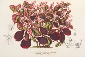 Teleianthera ficoidea var. versicolor by Charles Antoine Lemaire Oil Painting